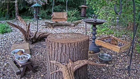 LIVE 24/7 Indiana Birds, Squirrels and Wildlife Feeder Cam