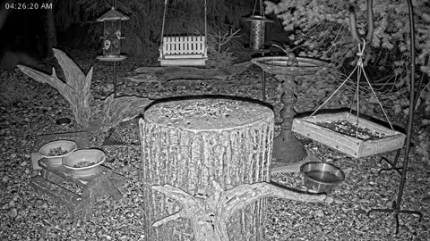LIVE 24/7 Indiana Birds, Squirrels and Wildlife Feeder Cam