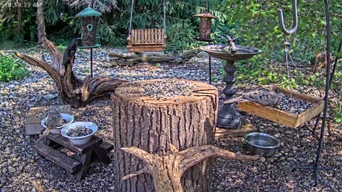 LIVE 24/7 Indiana Birds, Squirrels and Wildlife Feeder Cam