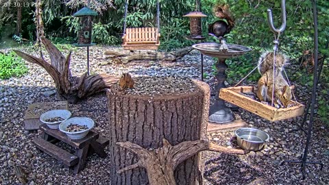 LIVE 24/7 Indiana Birds, Squirrels and Wildlife Feeder Cam