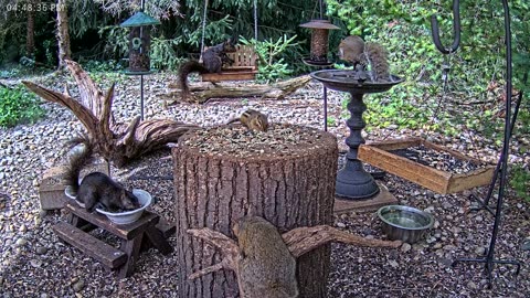 LIVE 24/7 Indiana Birds, Squirrels and Wildlife Feeder Cam