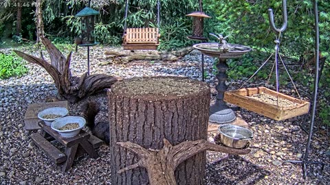 LIVE 24/7 Indiana Birds, Squirrels and Wildlife Feeder Cam