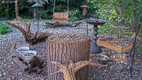 LIVE 24/7 Indiana Birds, Squirrels and Wildlife Feeder Cam