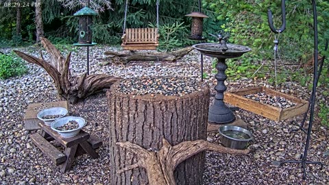 LIVE 24/7 Indiana Birds, Squirrels and Wildlife Feeder Cam