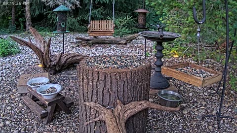 LIVE 24/7 Indiana Birds, Squirrels and Wildlife Feeder Cam