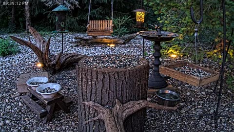 LIVE 24/7 Indiana Birds, Squirrels and Wildlife Feeder Cam