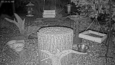 LIVE 24/7 Indiana Birds, Squirrels and Wildlife Feeder Cam