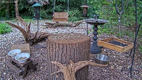 LIVE 24/7 Indiana Birds, Squirrels and Wildlife Feeder Cam
