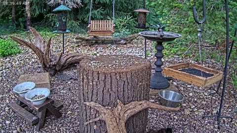 LIVE 24/7 Indiana Birds, Squirrels and Wildlife Feeder Cam