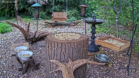 LIVE 24/7 Indiana Birds, Squirrels and Wildlife Feeder Cam