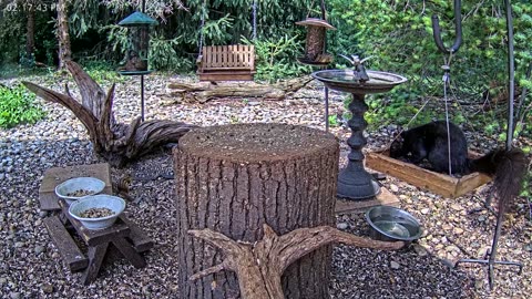 LIVE 24/7 Indiana Birds, Squirrels and Wildlife Feeder Cam