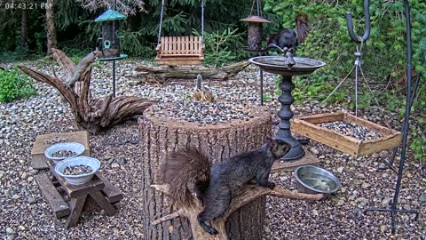 LIVE 24/7 Indiana Birds, Squirrels and Wildlife Feeder Cam