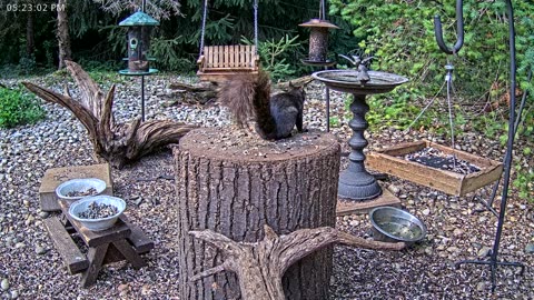 LIVE 24/7 Indiana Birds, Squirrels and Wildlife Feeder Cam