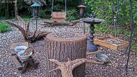 LIVE 24/7 Indiana Birds, Squirrels and Wildlife Feeder Cam