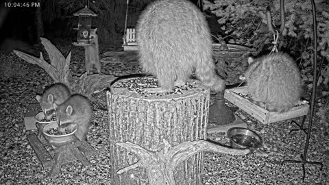 LIVE 24/7 Indiana Birds, Squirrels and Wildlife Feeder Cam