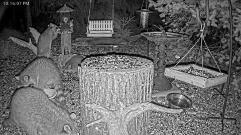 LIVE 24/7 Indiana Birds, Squirrels and Wildlife Feeder Cam