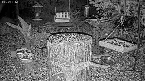 LIVE 24/7 Indiana Birds, Squirrels and Wildlife Feeder Cam