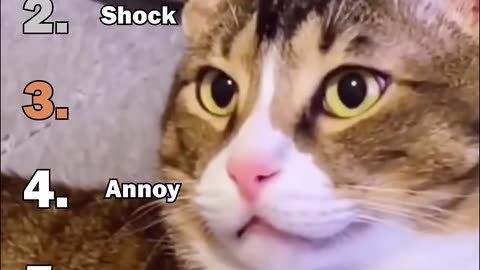 ranking best cats playing dead
