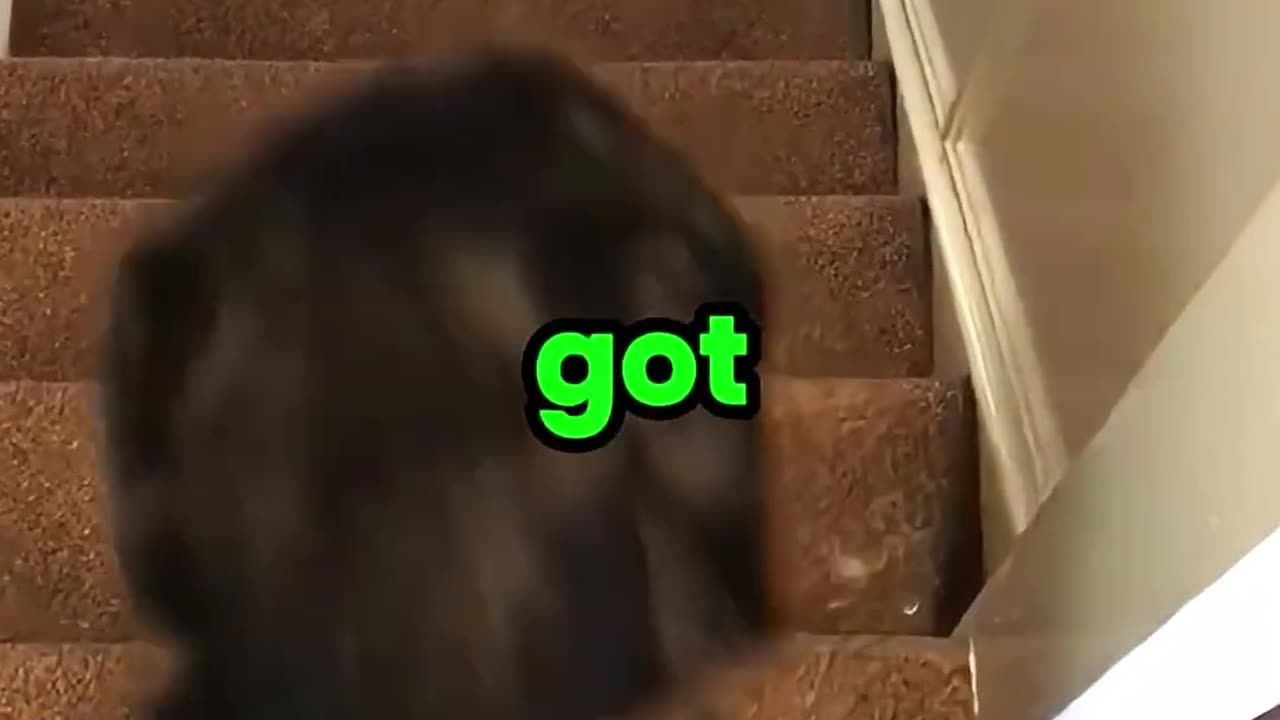 When Dogs vs. Stairs Don't Go as Planned