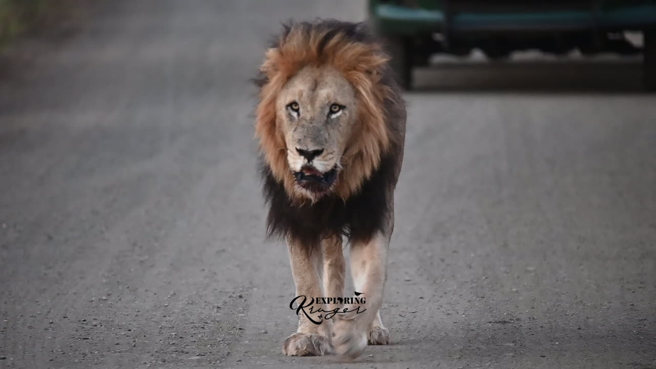 Massive male Lion on Patrol