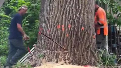 Tree Fall