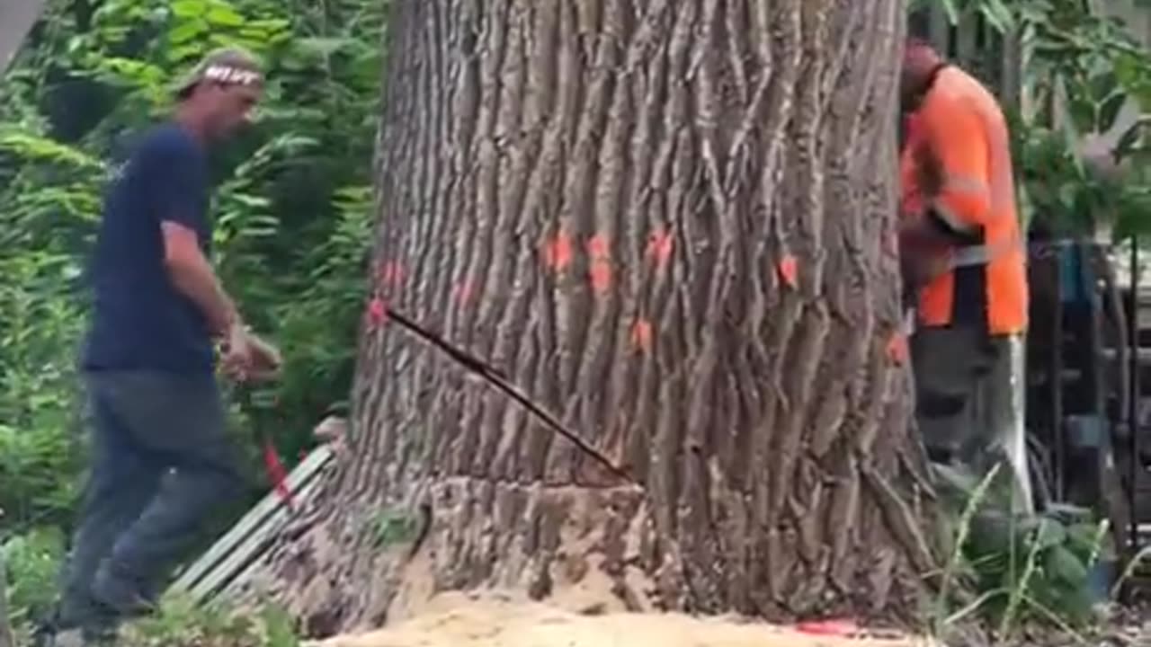 Tree Fall