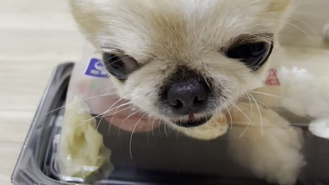 Puppy Protects Sushi
