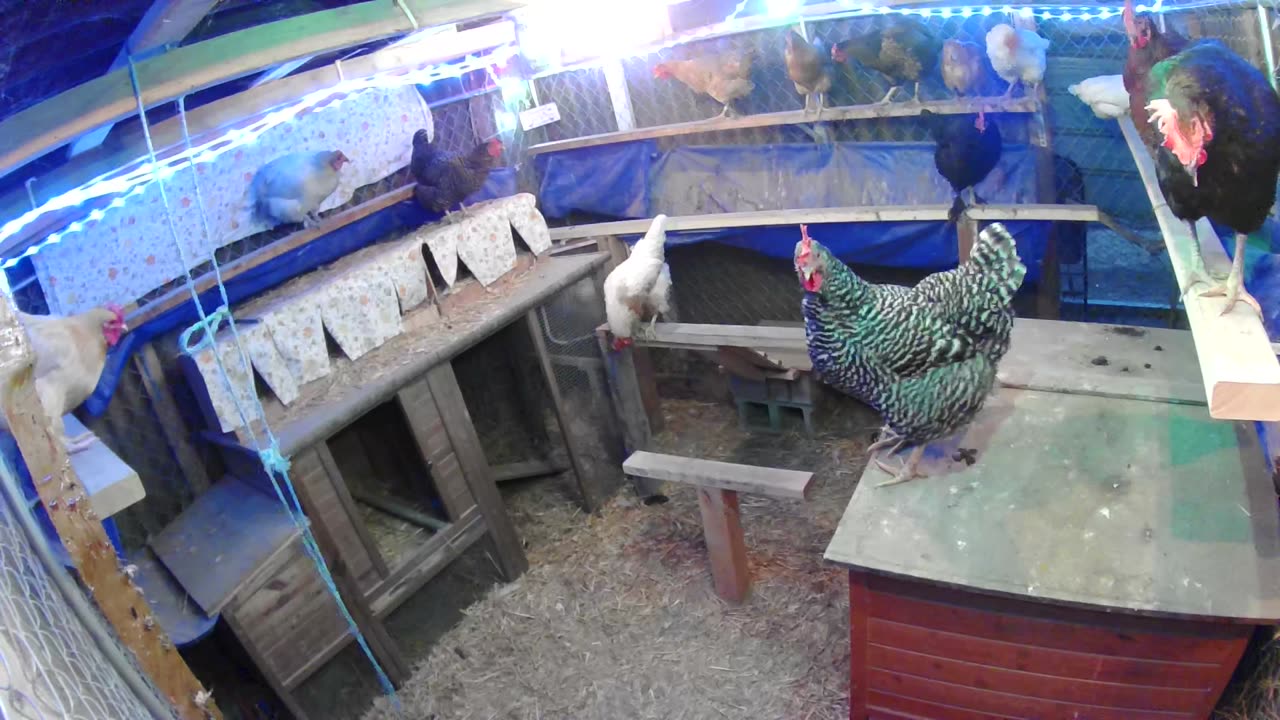 Baby Intruder Alert at Perch Up Time!