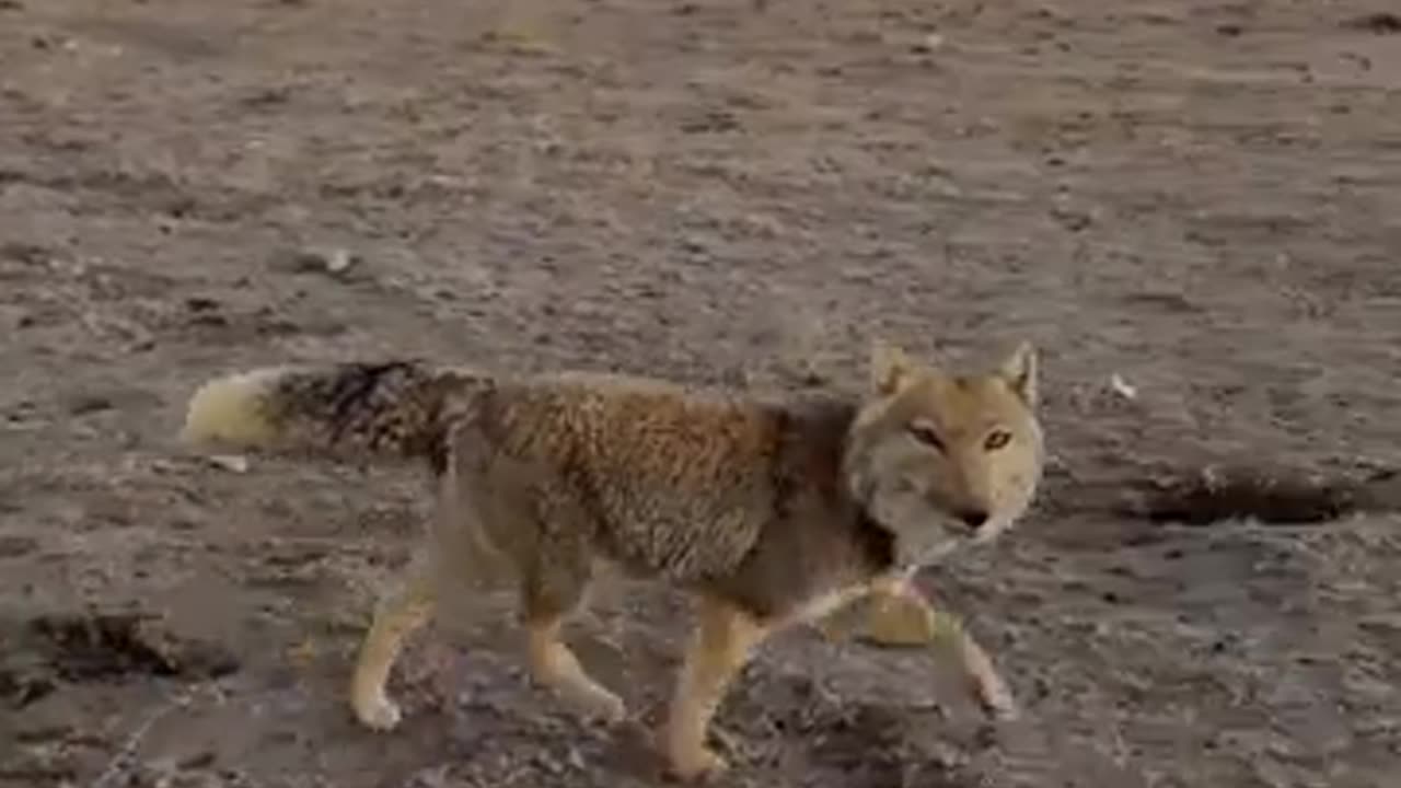✨🦊 Rare Tibetan Fox Caught on Camera! Nature's Hidden Gem | FeedMyCuriosity