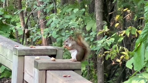 Red tailed squirrels