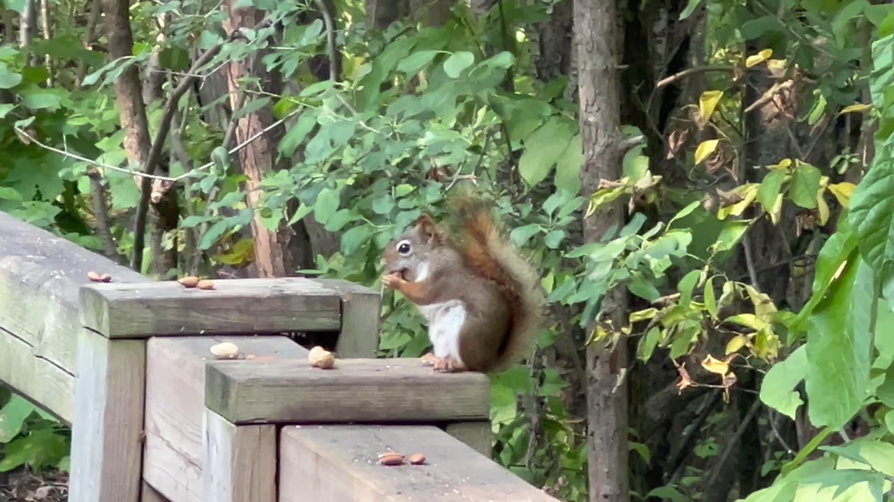 Red tailed squirrels