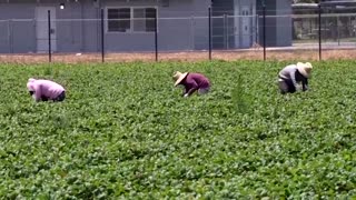 'Urgent action' needed to protect workers from heat stress, UN says