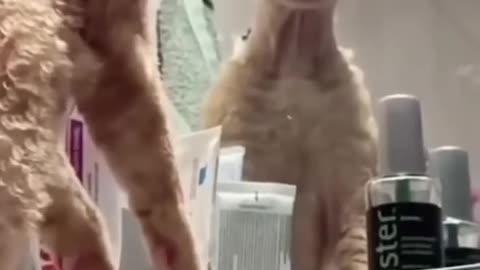 funny cats and dogs