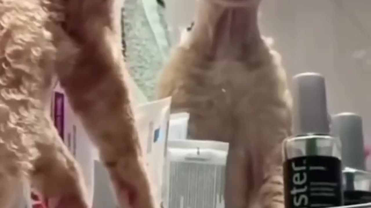funny cats and dogs