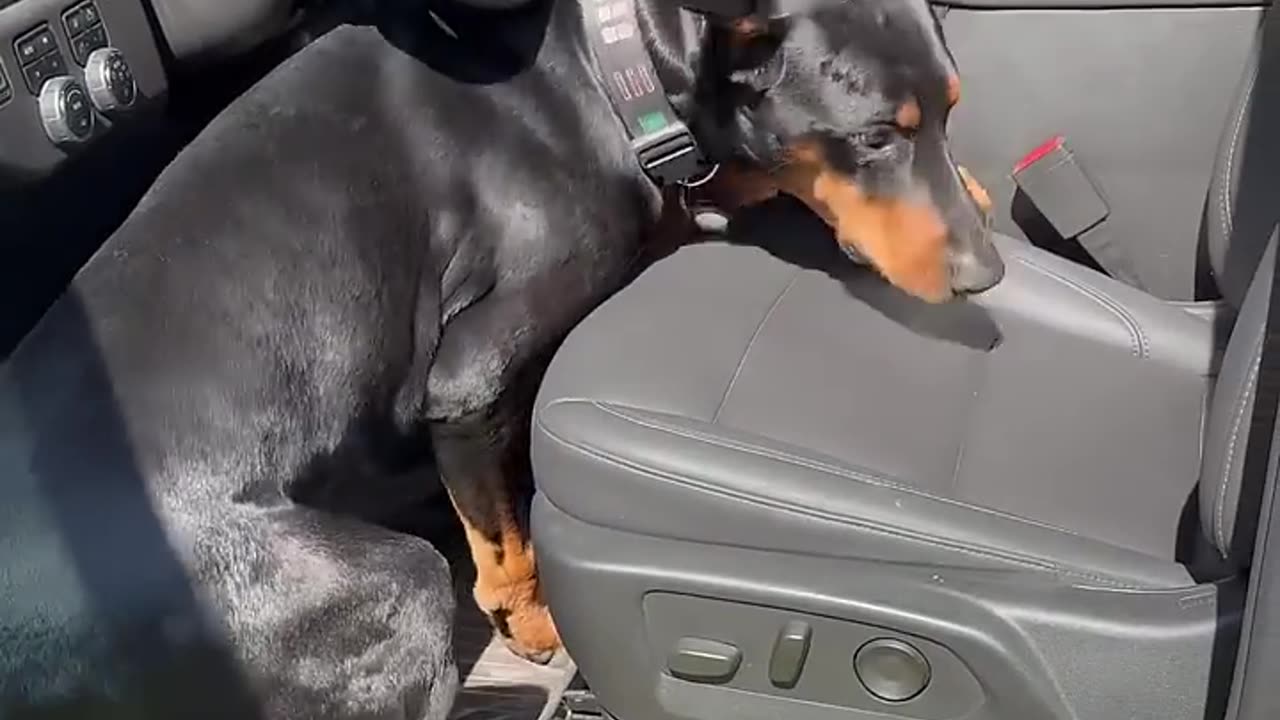 🐾This dog wants to sit in the driver's seat☀️