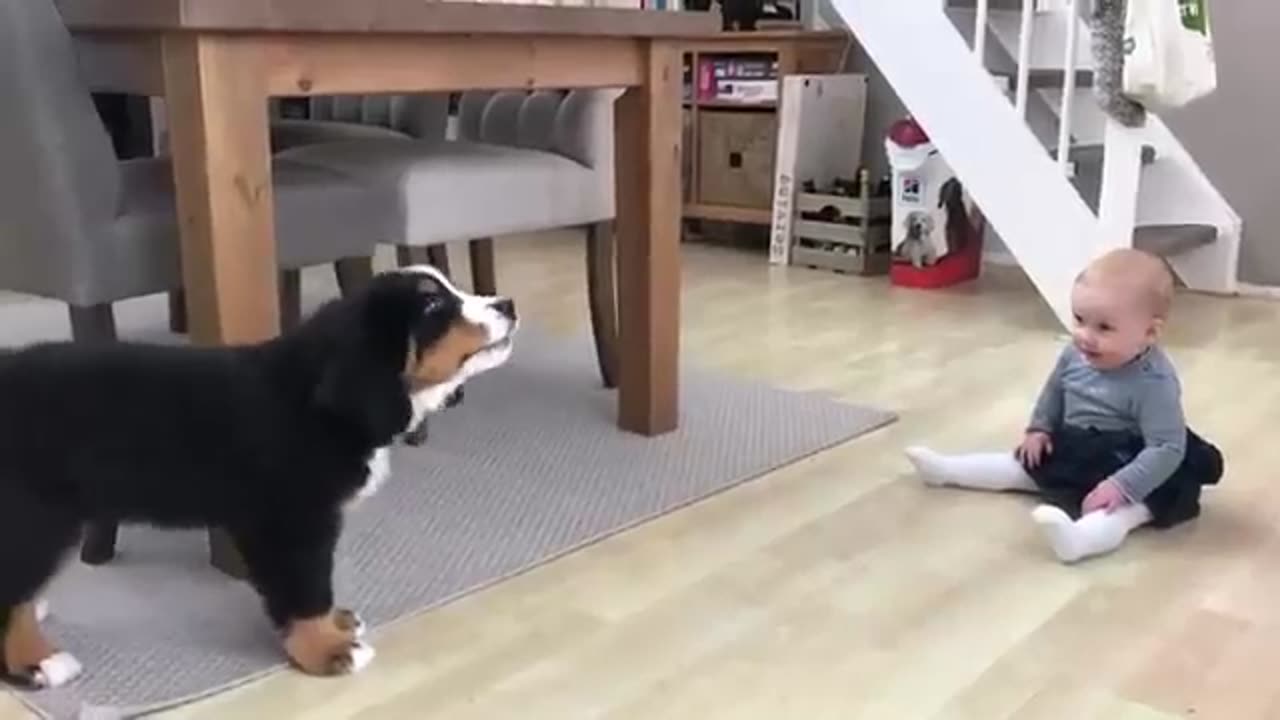 Baby Dog Vs Kid