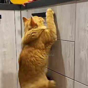 Funny cats🐾 Funny pets🐾 Funny moments 🐾