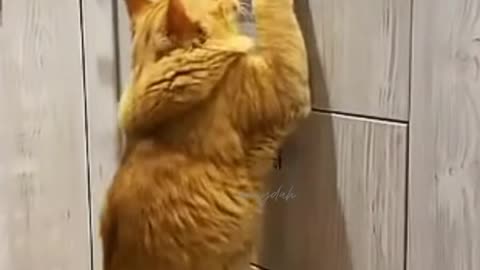 Funny cats🐾 Funny pets🐾 Funny moments 🐾