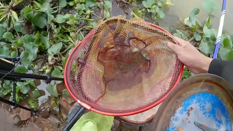 Fishing for Bream in a Lush Green Lake