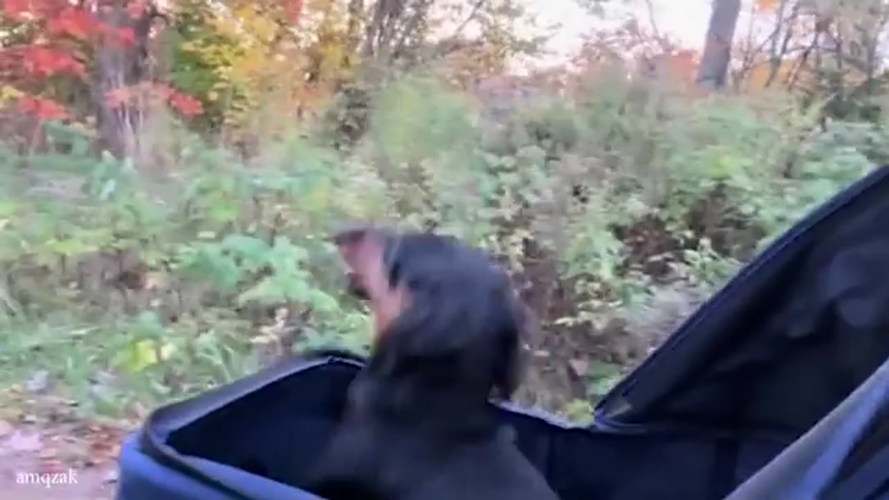 Dogs doing funny things