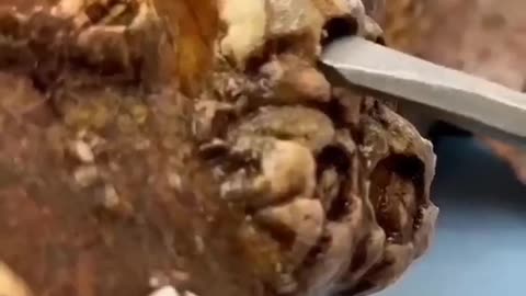 Turtle barnacles satisfaction REMOVAL