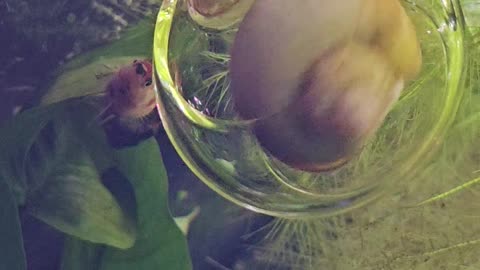 Snail Loves The Outflow Centrifuge