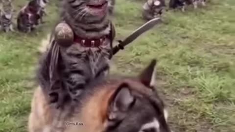 Billa🐈‍⬛ ka Jang 🤣