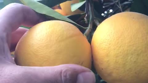 Orange harvest in the hobby garden in the Mediterranean climate