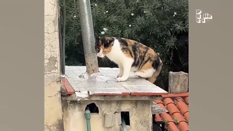 Funniest animal