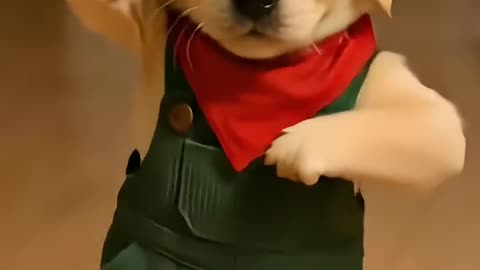 Dancing Farmer Puppy Baz - Cute Dog Shows Off Dance Moves