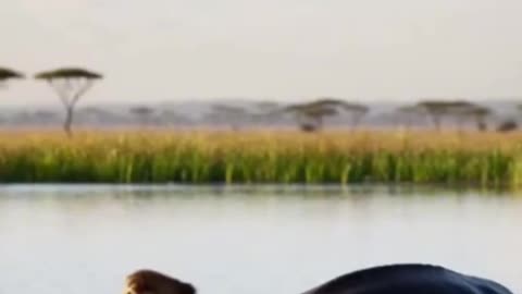 Baby Warthog Hides in a Hippo’s Mouth to Escape a Lion