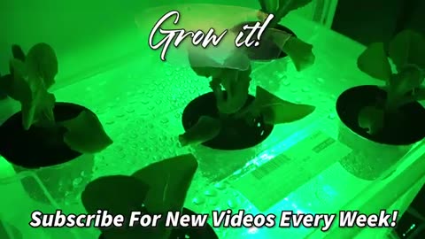 Create A Compact Hydroponics Set Up On A