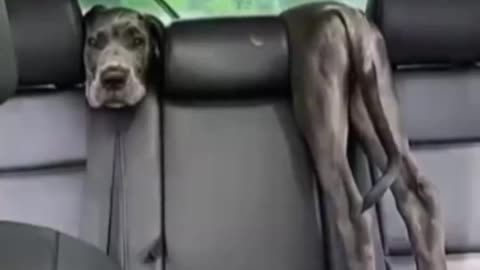 😂🐶 Just Chilling... | FunFM