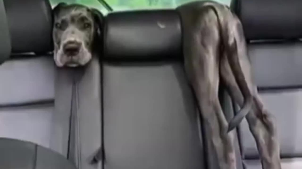 😂🐶 Just Chilling... | FunFM